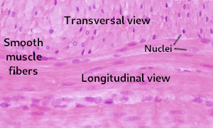 Smooth muscle