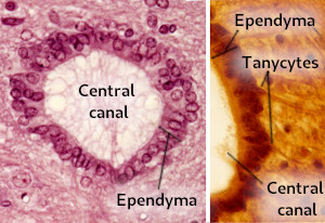 Ependyma