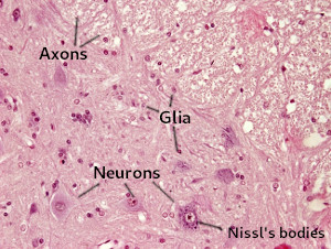 Nervous tissue