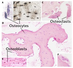 Bone, cells