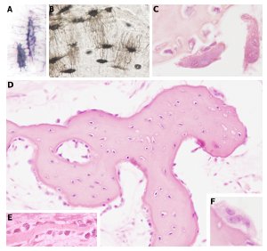 Bone, cells