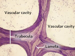Spongy bone