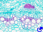 Cámbium vascular, crecimiento secundario