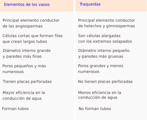 Traqueidas/vasos conductores