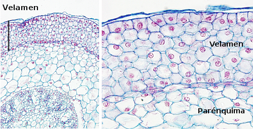 Epidermis multiseriada