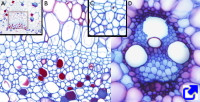 Primary vascular tissues