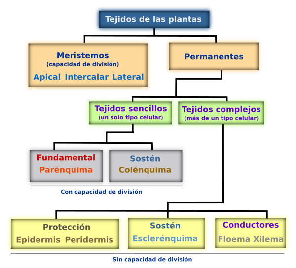 Tejidos de las plantas