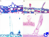 Tricomas