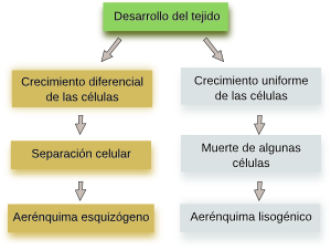 Parénquima aerífero