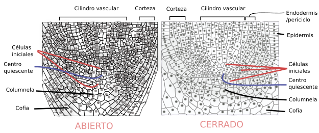 Tipos de meristemos radical apicales