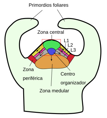 Meristemos de las plantas