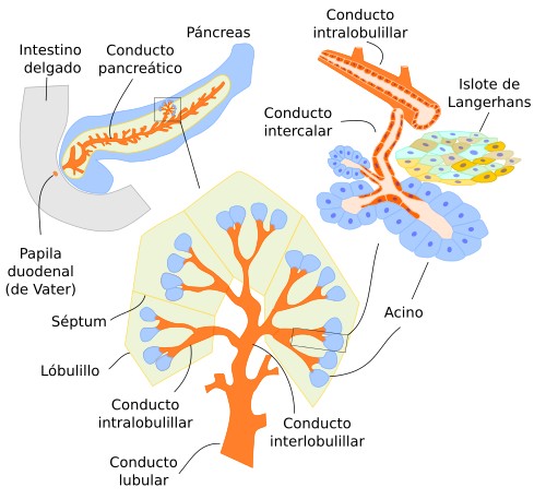 Páncreas exocrino