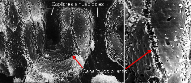 Canalículos biliares