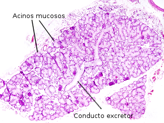 Glándula salival  submaxilar