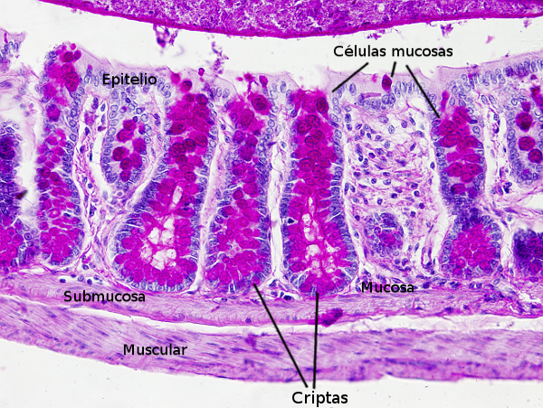 Intestino grueso