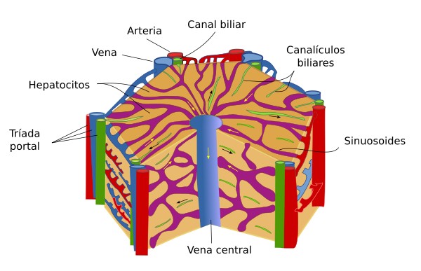 Lobulillo hepático