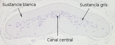  Médula espinal: Mixine