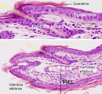 Epidermis