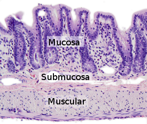  Intestino grueso