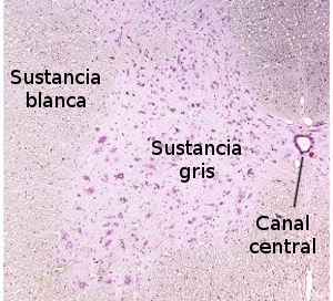 Médula espinal