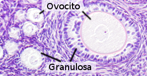 Folículos ováricos