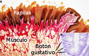 Lengua