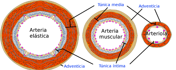 Tipos de arterias