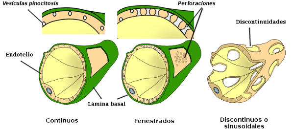 endotelio