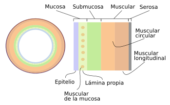 Capas del sistema digestivo