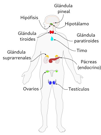 Sistema endocrino de mamíferos