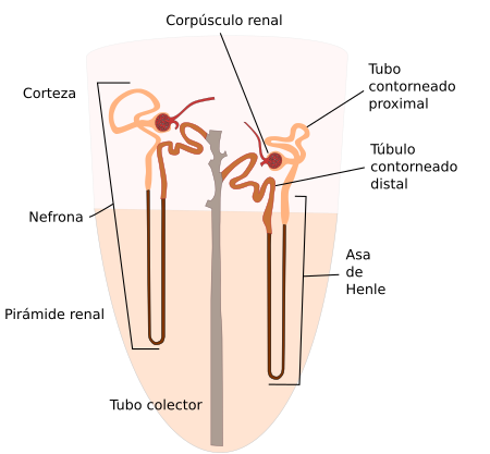 Nefrona