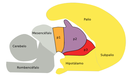 Diencéfalo