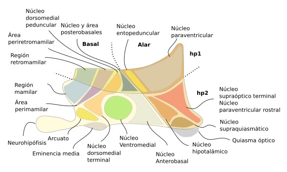  Hipotálamo