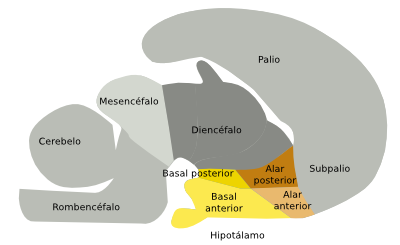  Hipotálamo