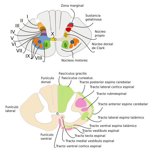  Médula espinal: Regiones