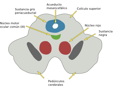  Mesencéfalo
