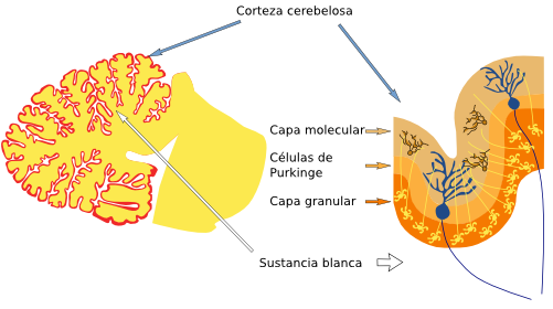  Cerebelo