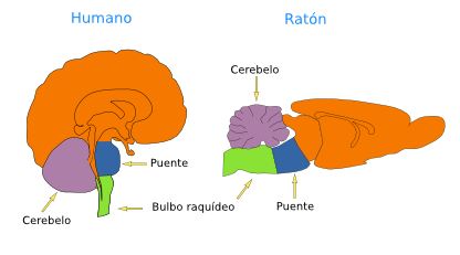  Rombencéfalo