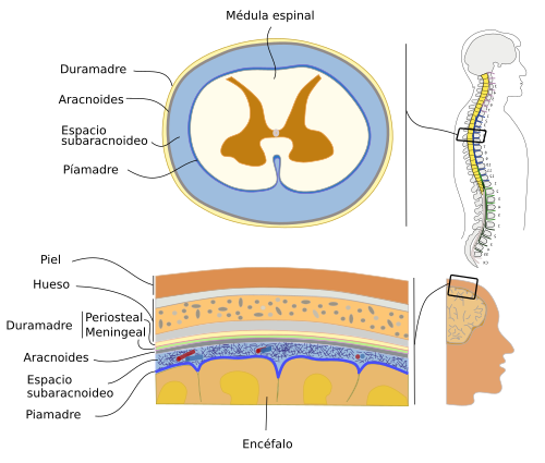 Meninges