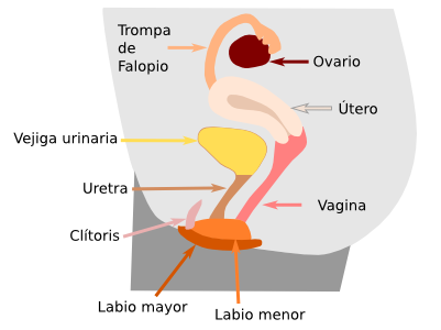 Órgano reproductor femenino