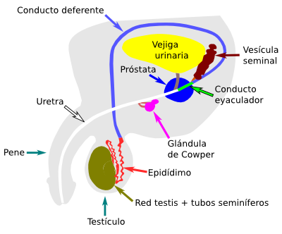 Órgano reproductor masculino