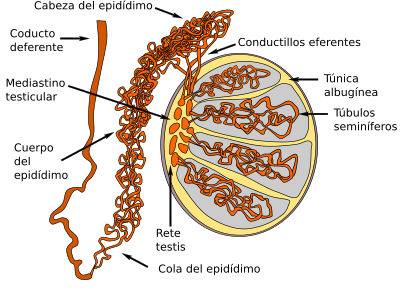 Testículo