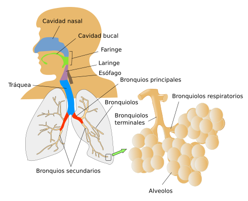 Respiratorio