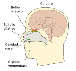 Sistema olfativo humano