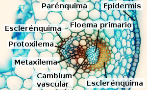 Tallo primario de dicotiledónea