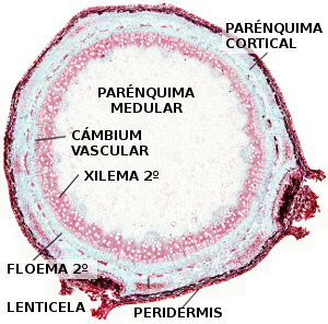 Tallo secundario de Gimnosperma