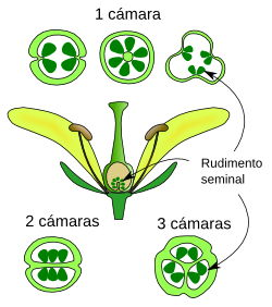 Flor