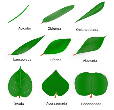 Tipos de hojas