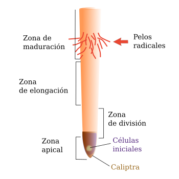 Zonas de una raíz