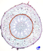 Primary root of a monocot plant